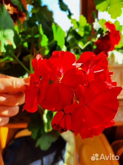 Пеларгония герань сортовая