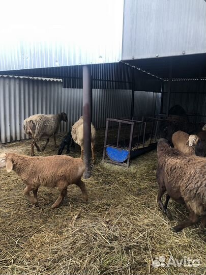 Бараны гиссарские