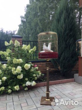 Голуби на свадьбу