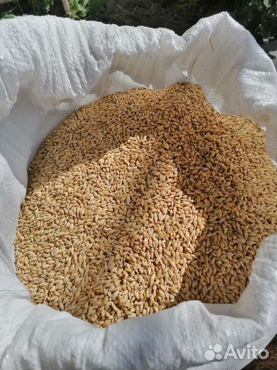Дробленка,ячмень,пшеница,овес,кукуруза