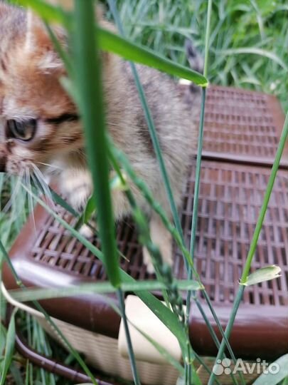 Кошка в дар