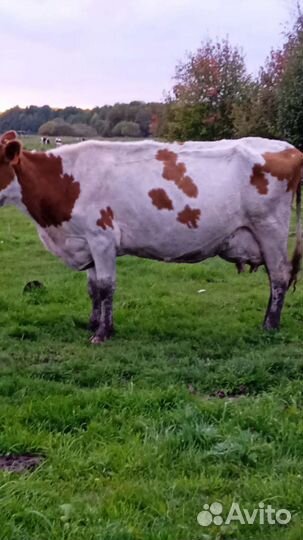 Корова высокоудойная