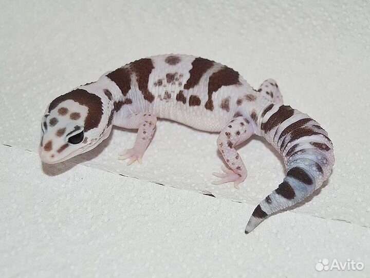 Гемитекониксы взрослые и малыши