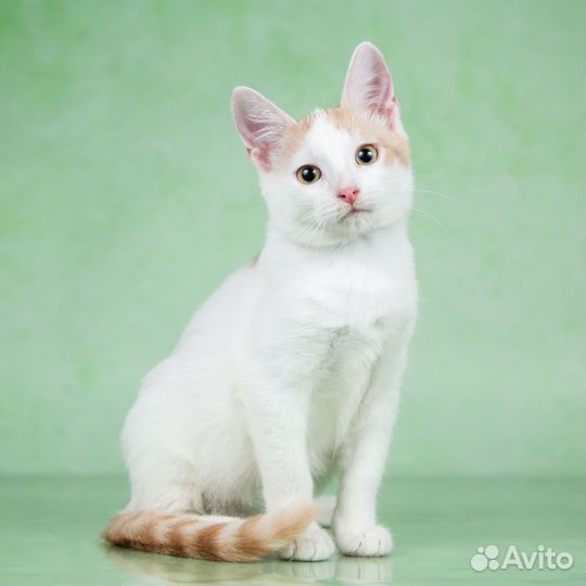 Котенок мальчик в дар 3 мес