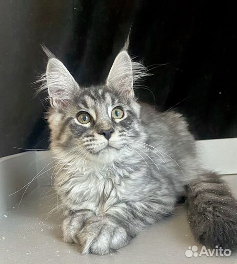 Мейн-кун кошечка