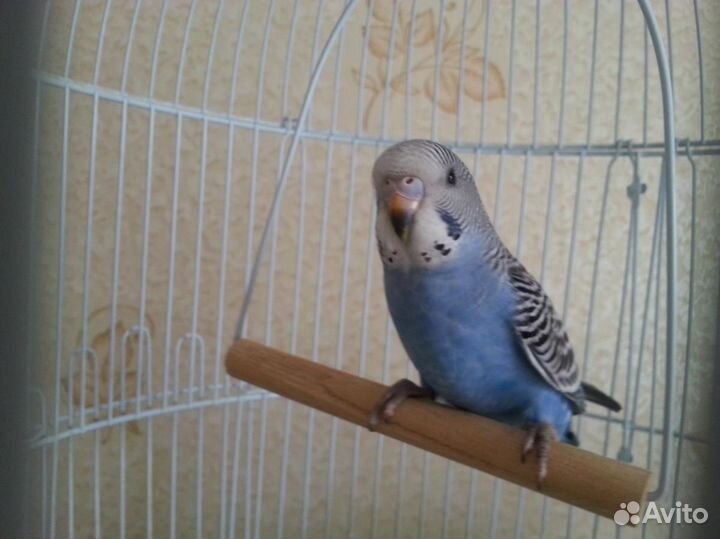 Волнистые попугаи