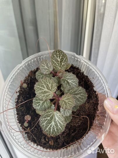 Детка камнеломки