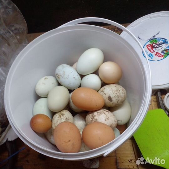 Куры домашние на мясо