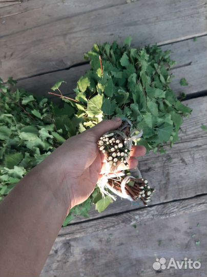 Свежие березовые веники для бани