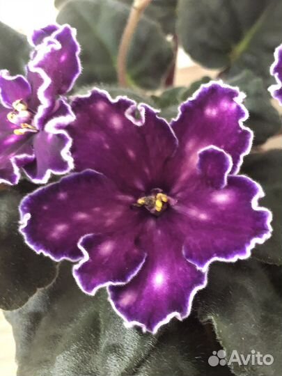 Детки сортовых фиалок