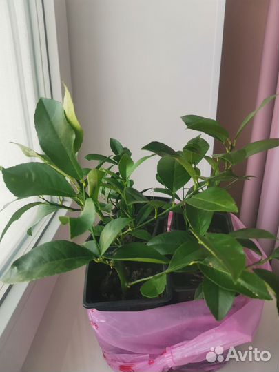 Лимон мейера и пандероза