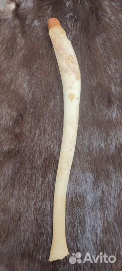 Бакулюм. Ластоногий