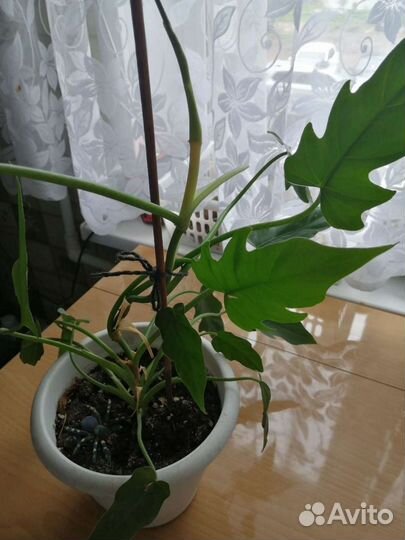 Филодедроны