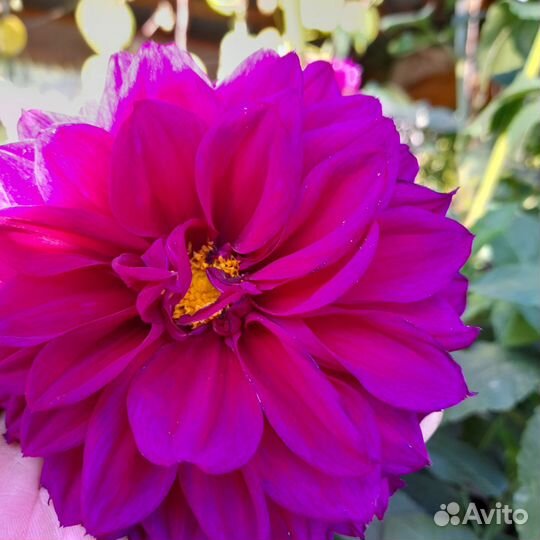 Георгины сортовые