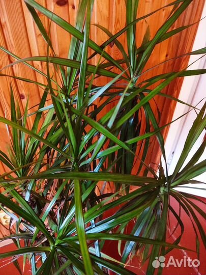 Пальма драцена