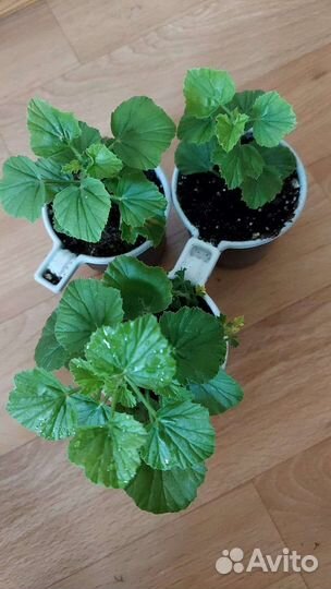 Пеларгония герань (времено нет)