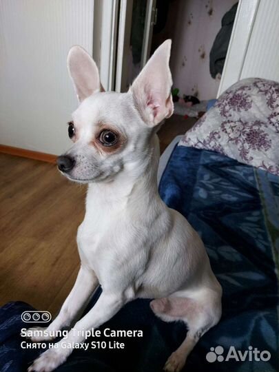 Вязка кобель чихуахуа