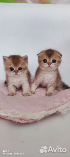 Золотые шиншилы