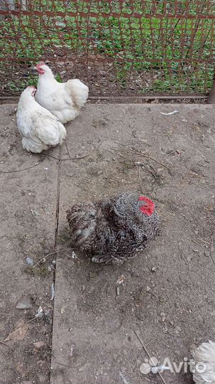 Цыплята Кохинхин Карликовый. Хризантема, Курчавые