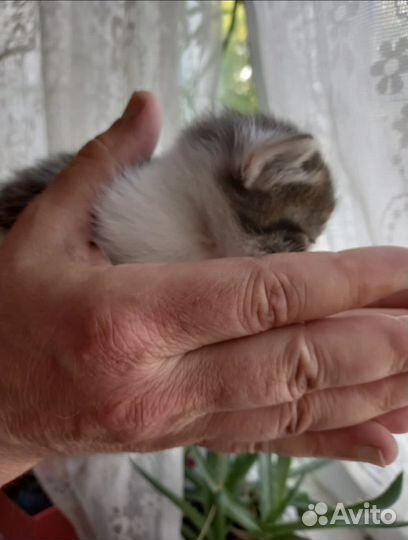 Котята в добрые руки бесплатно