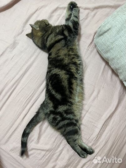 Передержка кошек