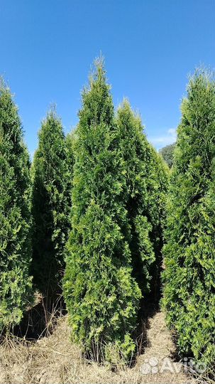 Туя Колумна