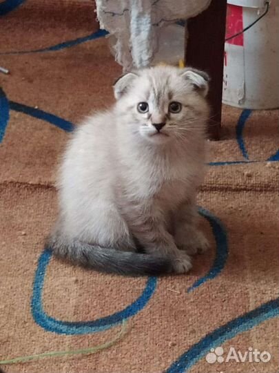 Шотландские кошки