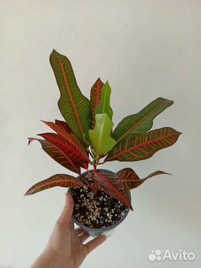 Кротон кодиеум нервия