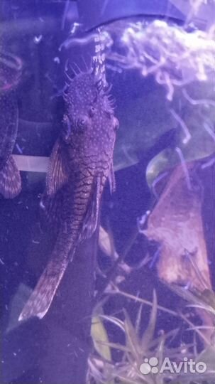 Сомик анциструс самец