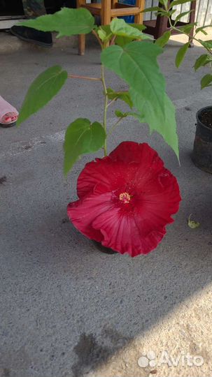 Гибискус Саммер Шторм травянистый можно почтой