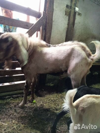 Козел камори-нубиец