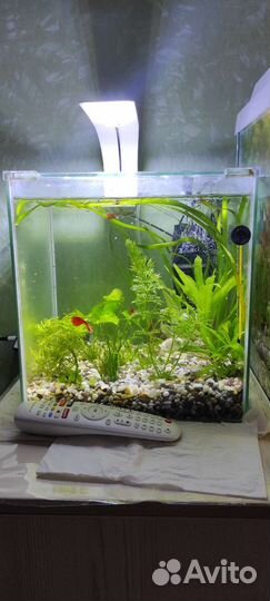 Аквариум 20 литров куб