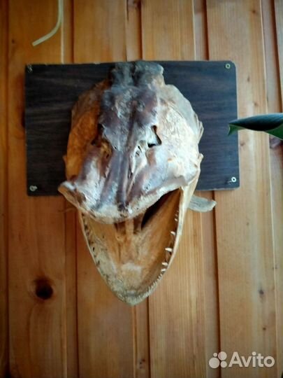 Чучело щуки