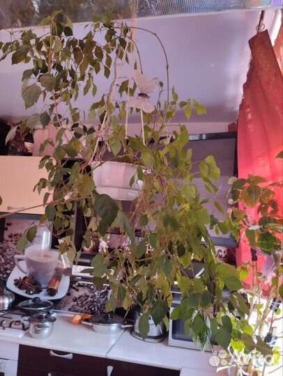 Кашпо подвесное с березкой