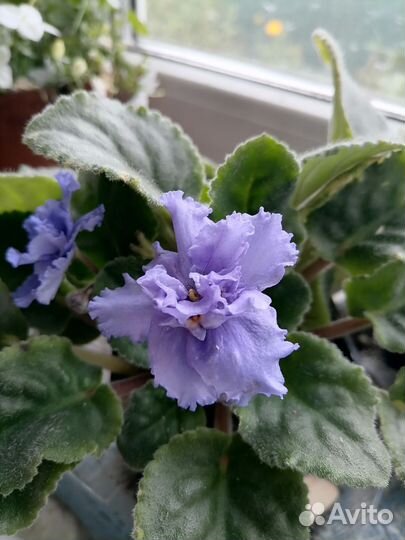 Фиалка в горшках цветущие и детки фиалок