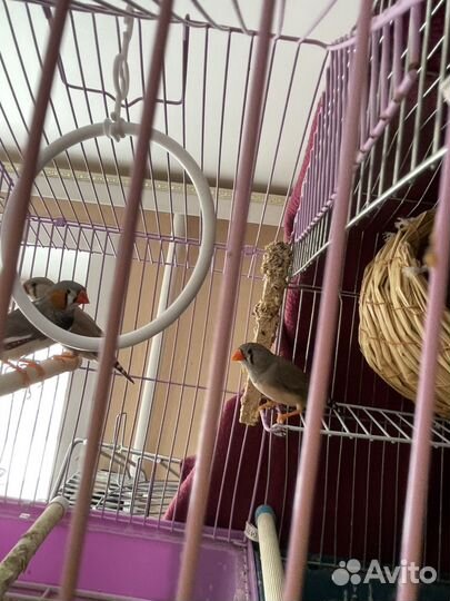 Зебровые амадины