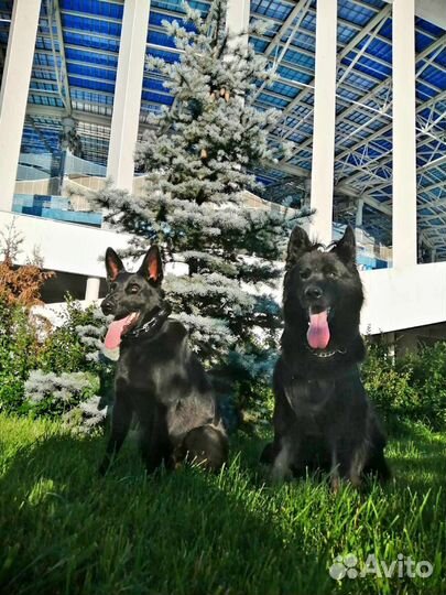 Дрессировка и обучение собак кинолог