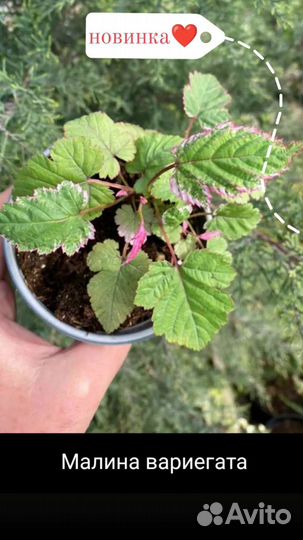 Малина вариегатная