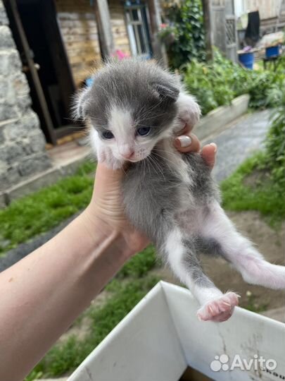 Котята британцы в добрые руки