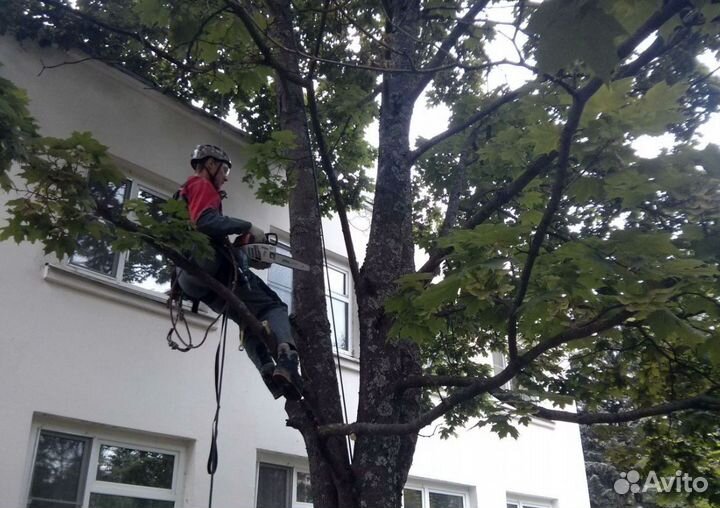 Спил деревьев Арбористика Чистка трудных участков