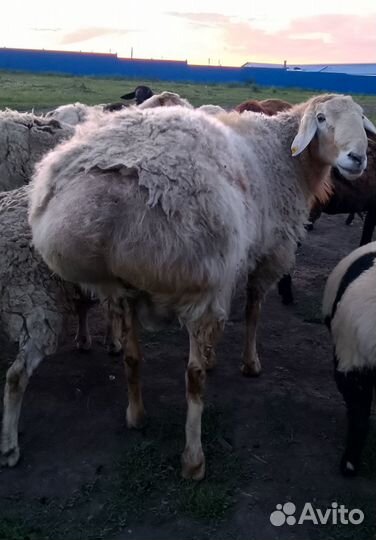 Баран гиссарской породы