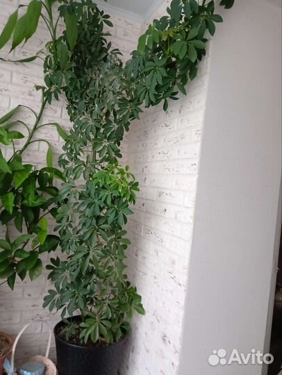 Комнатные цветы шефлера