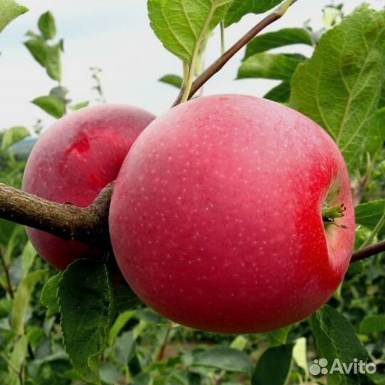 Яблоня Слава победителям