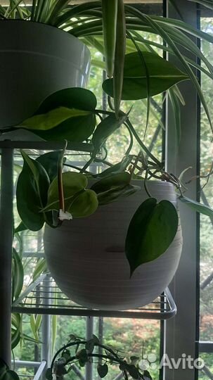 Филодендрон