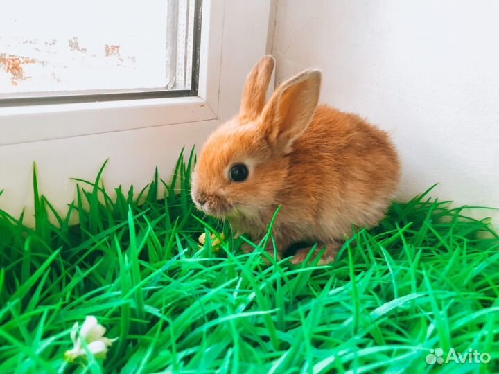 Карликовый кролик супер мега мини