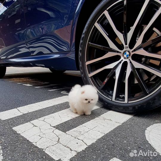 Шпиц белые мини мальчик и девочка есть доставка