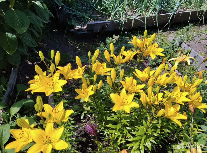 Лилии в луковица и другие цветы для посадки