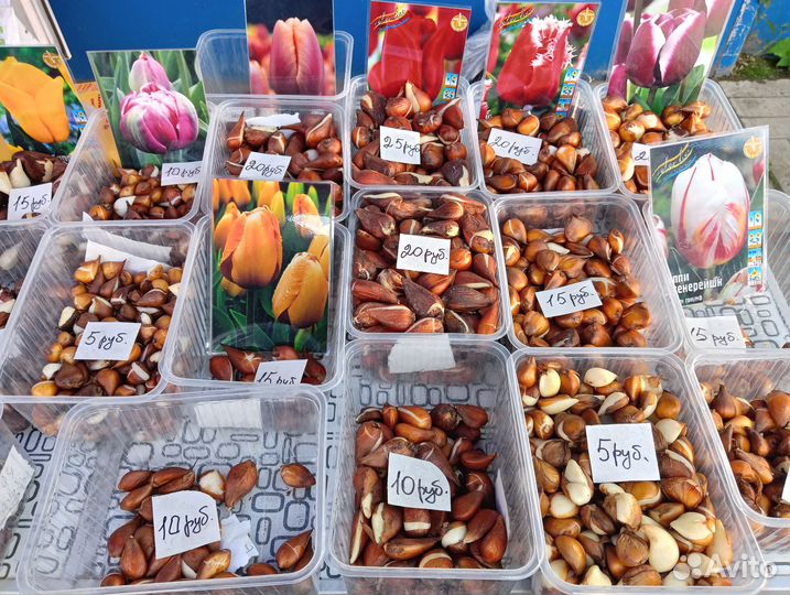 Луковицы тюльпана после выгонки