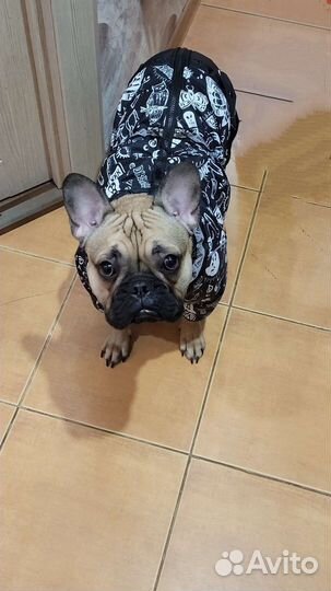 Пошив одежды для собак