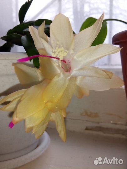 Декабрист сортовой (шлюмбергера) жёлтый